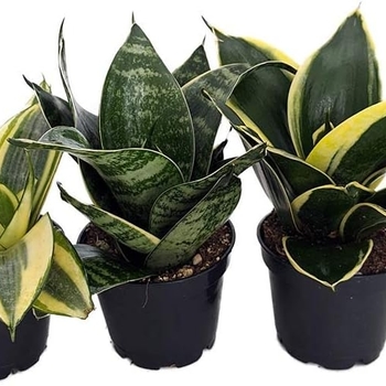 Sansevieria trifasciata - Snake Plant