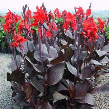 Canna - Canna Lily