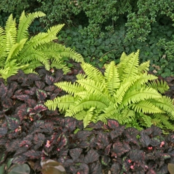 Nephrolepis exaltata - Boston Fern