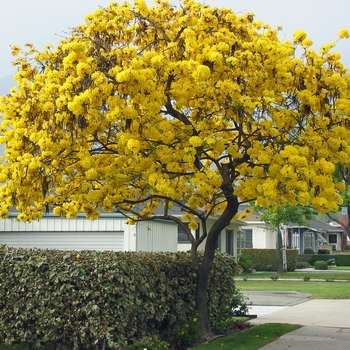 Tabebuia chrysotricha - Golden Trumpet Tree