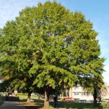 Quercus laurifolia - Laurel Oak