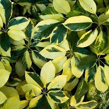 Schefflera arboricola - Variegated Arboricola