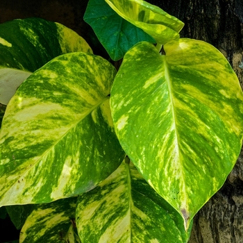 Epipremnum aureum - Golden Pothos