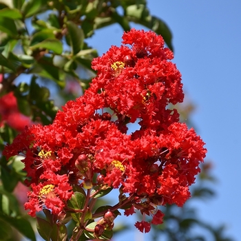 Lagerstroemia indica - 'Miss Frances' Crapemyrtle