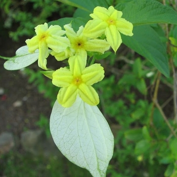 Pseudomussaenda flava - Dwarf Mussaenda