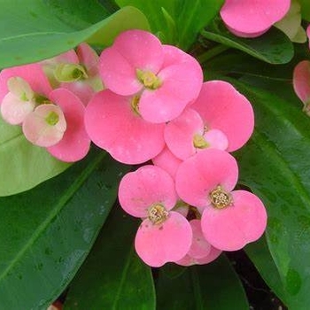 Euphorbia milii maxi - 'Pink Cadillac' Crown of Thorns