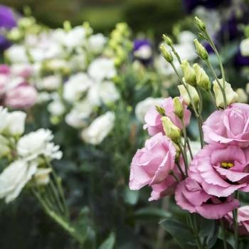 Eustoma grandiflora - Assorted Lisianthus 