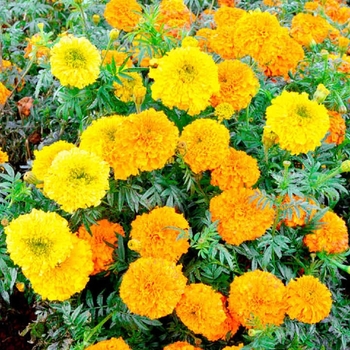 Tagetes - Assorted Marigold