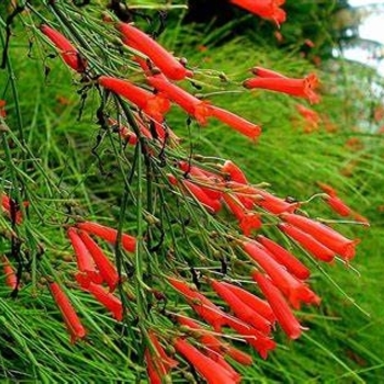 Cuphea ignea - Firecracker Plant