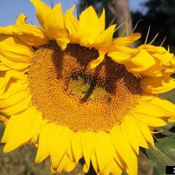 Helianthus annuus - Common Sunflower