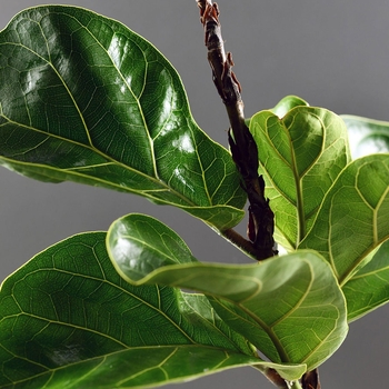 Ficus lyrata - Fiddle Leaf Fig