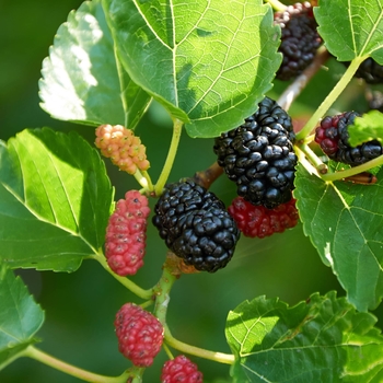 Morus nigra - Dwarf Black Mulberry