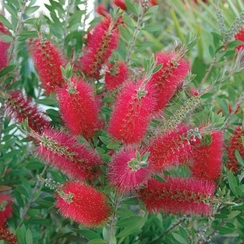 Callistemon - 'Woodlander's Hardy' Bottlebrush Bush