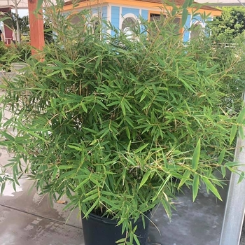 Bambusa multiplex - 'Fernleaf' Bamboo