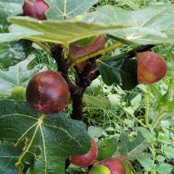 Ficus carica - Fig