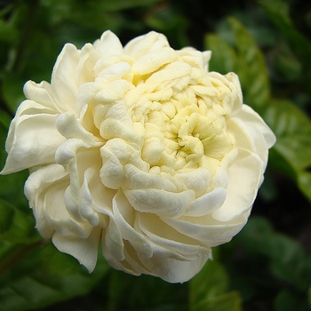 Jasminum sambac - 'Grand Duke' Arabian Jasmine