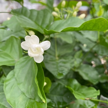 Jasminum sambac - 'Maid of Orleans' Jasmine