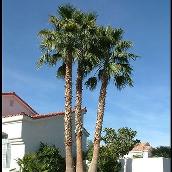 Washingtonia robusta - Washington Palm