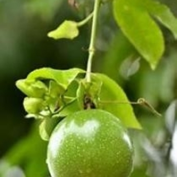 Passiflora edulis - Passion Fruit