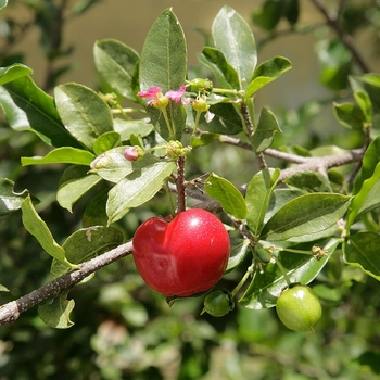 Malpighia glabra - Barbados Cherry