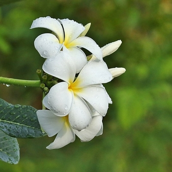 Plumeria obtusa - Dwarf Plumeria