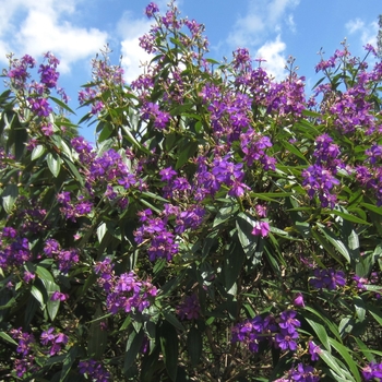 Tibouchina granulosa - Tibouchina Tree