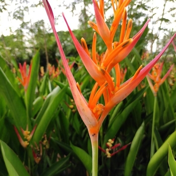 Heliconia - Heliconia Orange