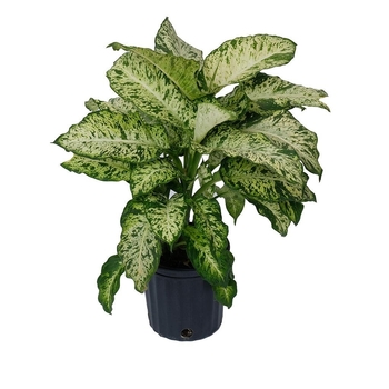 Dieffenbachia seguine - Dumbcane