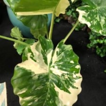 Alocasia odora - 'Variegata' Alocasia 'Elephant's Ear'