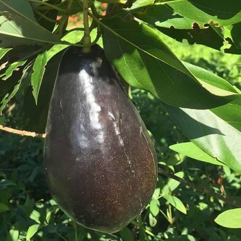 Persea americana - 'Brogden' Avocado