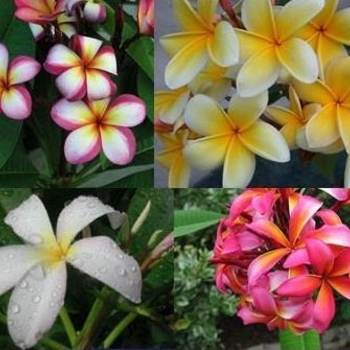 Frangipani - Plumeria Varieties