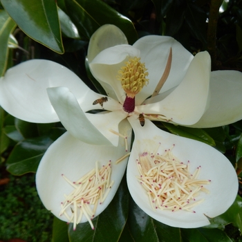 Magnolia grandiflora - Bracken Magnolia