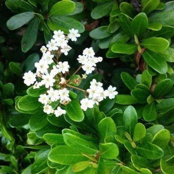 Viburnum obovatum - Walter's Viburnum