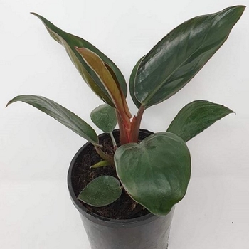 Philodendron tatei - Philodendron Red Congo