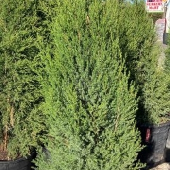 Juniperus virginiana var. silicicola - 'Fuzzy Wuzzy' Juniper Southern Red Cedar