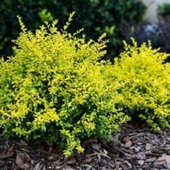 Ligustrum Sinense - Ligustrum Sunshine