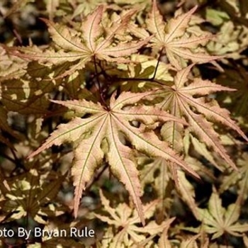 Acer palmatum - 'Aka Shigitatsu sawa' Japanese Maple