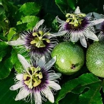 Passiflora - 'Multiple Varieties' Passion Fruit