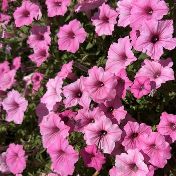 Petunia - Supertunia Vista® ''Bubblegum®''