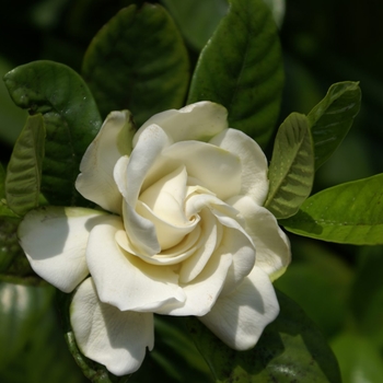 Gardenia jasminoides - 'Miami Supreme' Cape Jasmine