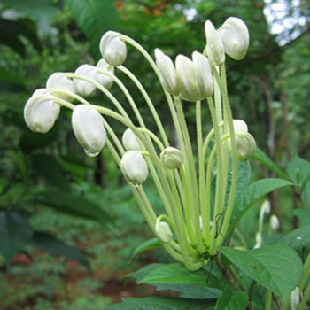 Musical Note Clerodendrum