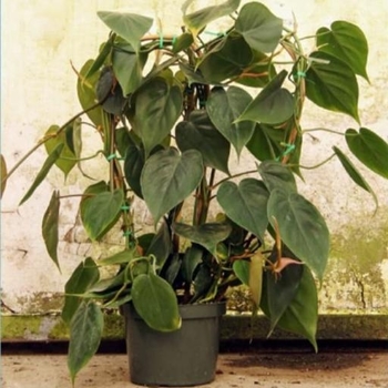 Philodendron hederaceum - Heartleaf Philodendron