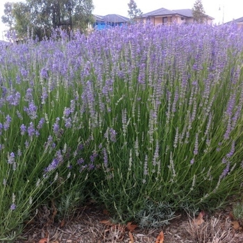 Lavandula multifida - 'Spanish Eyes' English Lavender