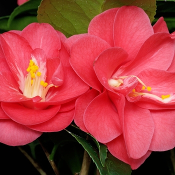 Camellia japonica - Camellia 'Flame'