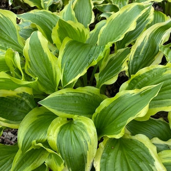 Hosta fortunei - Sun Hosta