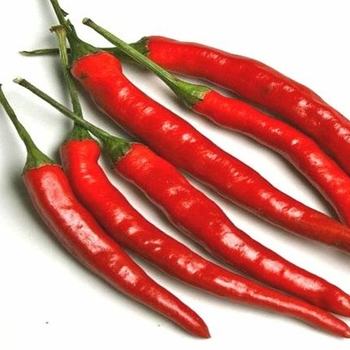 Capsicum annuum - Cayenne Long Thin Hot Pepper