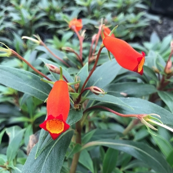 Gloxinia sylvatica - 'Bolivian Sunset' Gloxinia