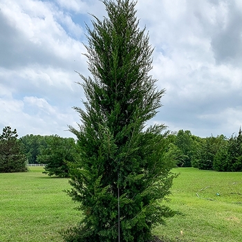 Juniperus virginiana - 'Brodie' Juniper