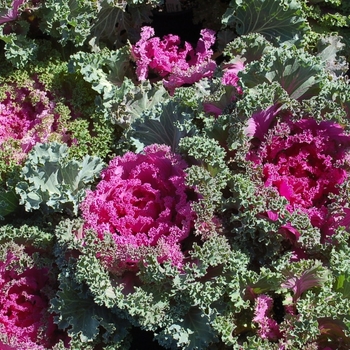 Brassica - 'Nagoya Rose' Kale