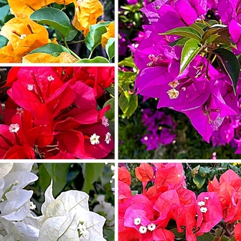 Nyctaginaceae - Bougainvillea